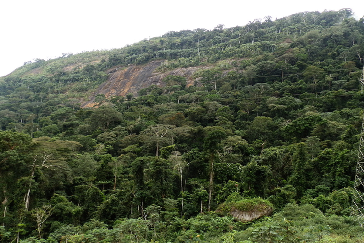 La selva m&aacute;s antigua sobre las rocas y relieves m&aacute;s antiguos del continente africano
Esta selva del Monte Al&eacute;n, en el &aacute;rea continental de Guinea Ecuatorial, se extiende al pie de un inselberg de grande dimensiones. Este relieve residual del escudo africano sobre rocas del prec&aacute;mbirco, sirvi&oacute; de refugio de las selvas h&uacute;medas durante el &uacute;ltimo per&iacute;odo fr&iacute;o del Pleistoceno (125.000-18.000 BP), durante el cual la actual vegetaci&oacute;n de selva de la cuenca del Congo fue sustituida por una extensa sabana bajo condiciones de aridez. Al ser refugio de vegetaci&oacute;n tambi&eacute;n lo fue de fauna. Y por el ello es uno de los m&aacute;s importante hotpost de &Aacute;frica, contando con especies emblem&aacute;ticas como el elefante de selva, el gorila, el chimpanc&eacute;, el b&uacute;falo de bosque y el leopardo, entre los mam&iacute;feros, as&iacute; como numerosas especies end&eacute;micas de batracios, reptiles e insectos, entre otros grupos del reino animal.